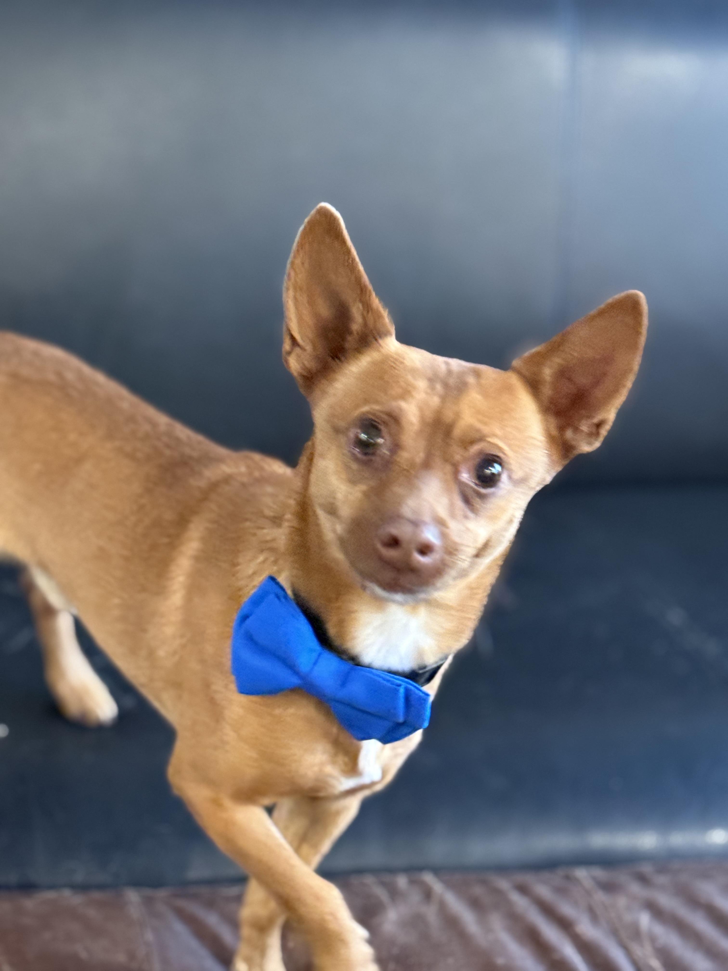 Enlarge Vinny, a ADOPTABLE mixed breed in Phoenix, AZ image 4/4