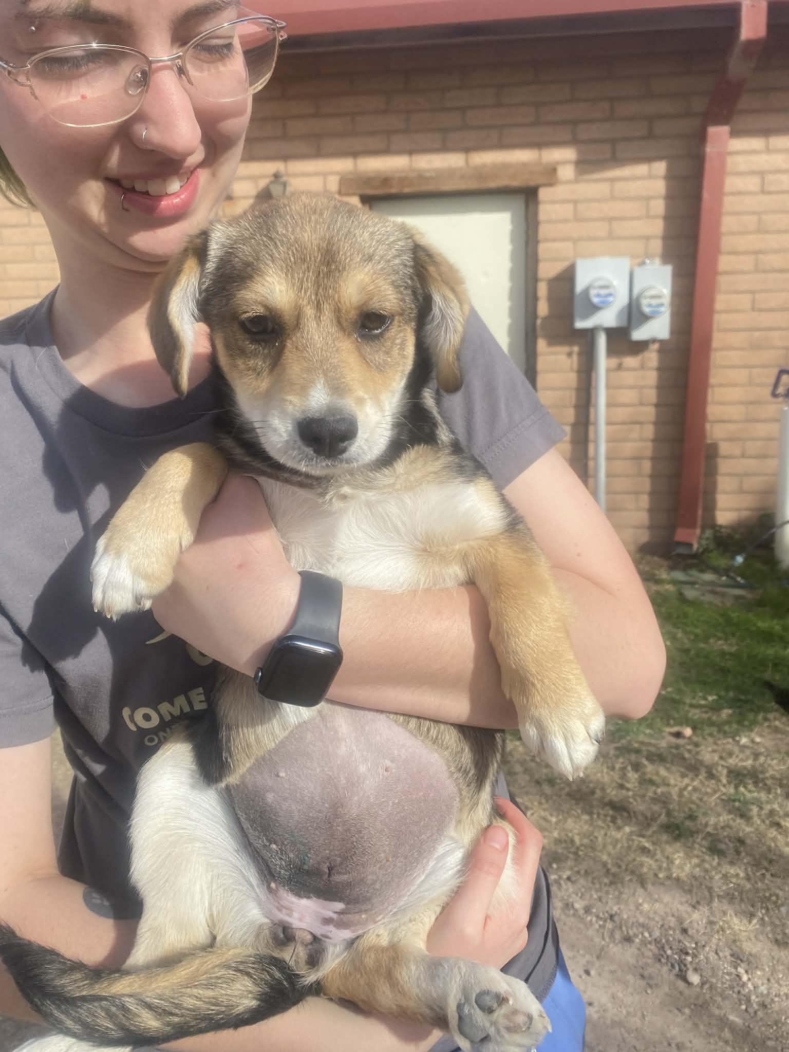 Wiggles, ADOPTABLE, Puppy Female Corgi.