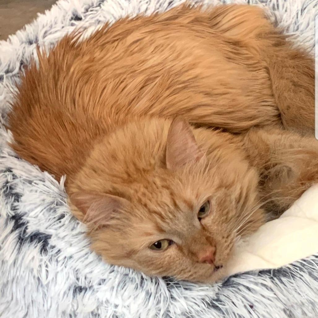 Indy, Adoptable, Adult Male Domestic Medium Hair.