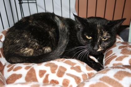 Dottie **SPONSORED**, Adoptable, Adult Female Domestic Short Hair & Domestic Short Hair.