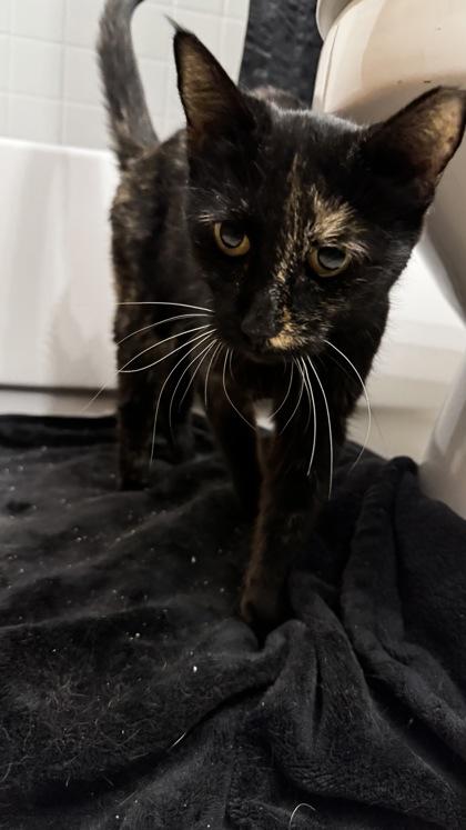 Enlarge Dottie **SPONSORED**, a Adoptable Domestic Short Hair in Scottsdale, AZ image 3/3