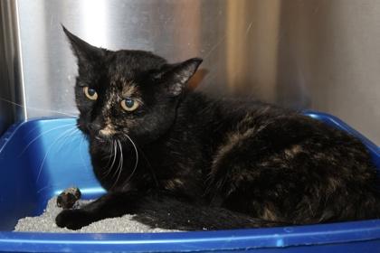 Dottie **SPONSORED**, a Adoptable Domestic Short Hair in Scottsdale, AZ image 2/3