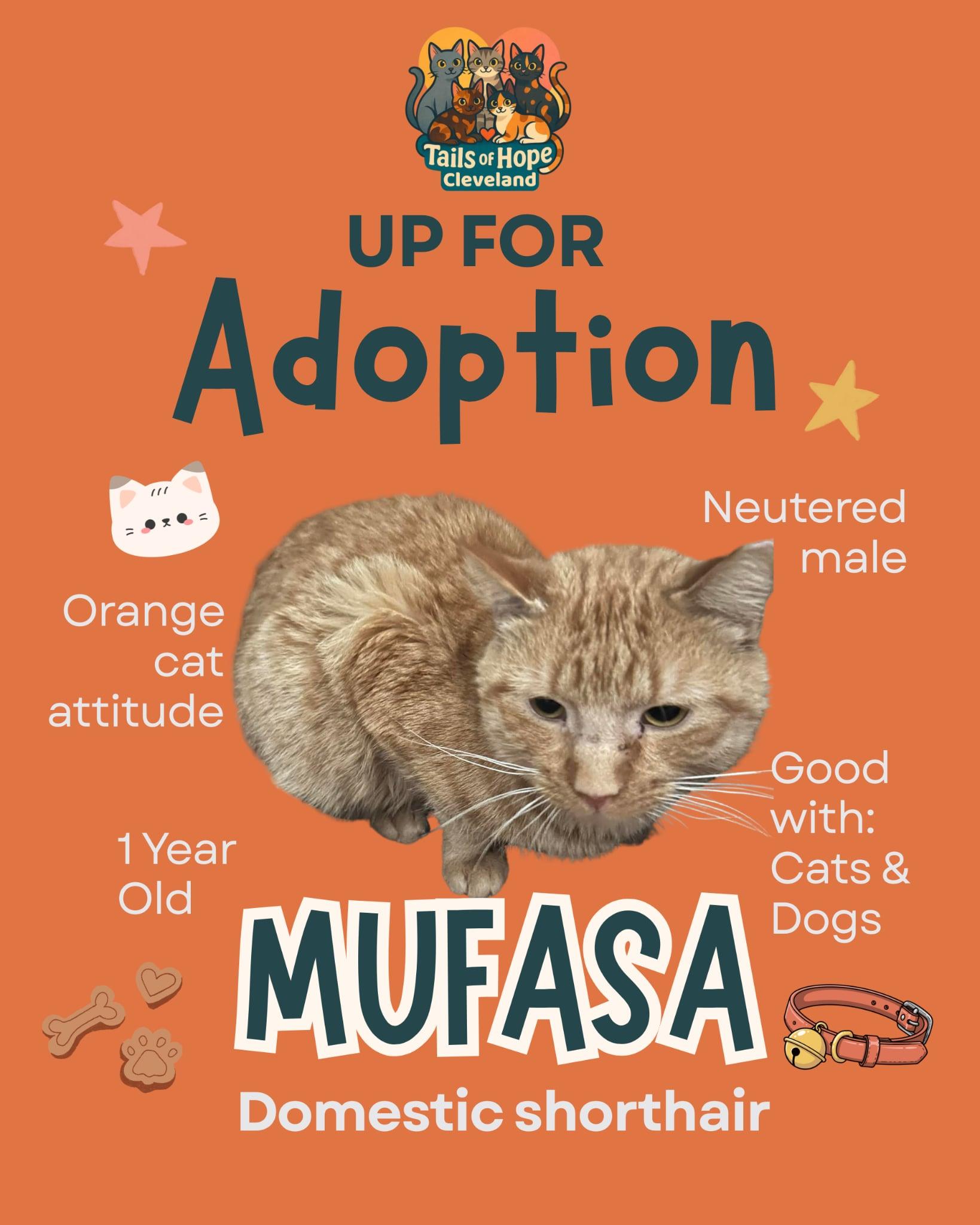Enlarge Mufasa , a ADOPTABLE mixed breed in Parma, OH image 1/1