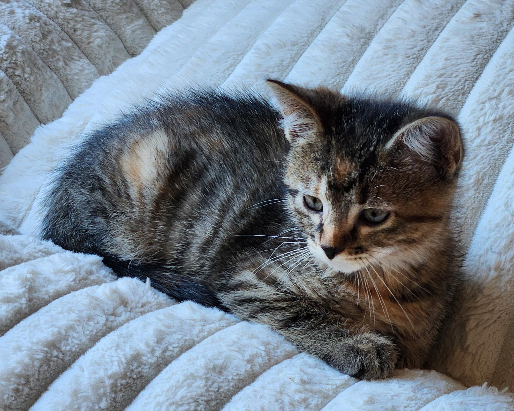 McNugget