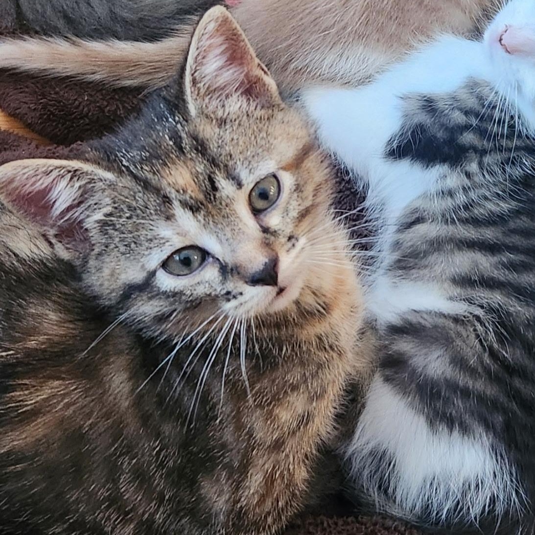 Mcnugget thumbnail 4