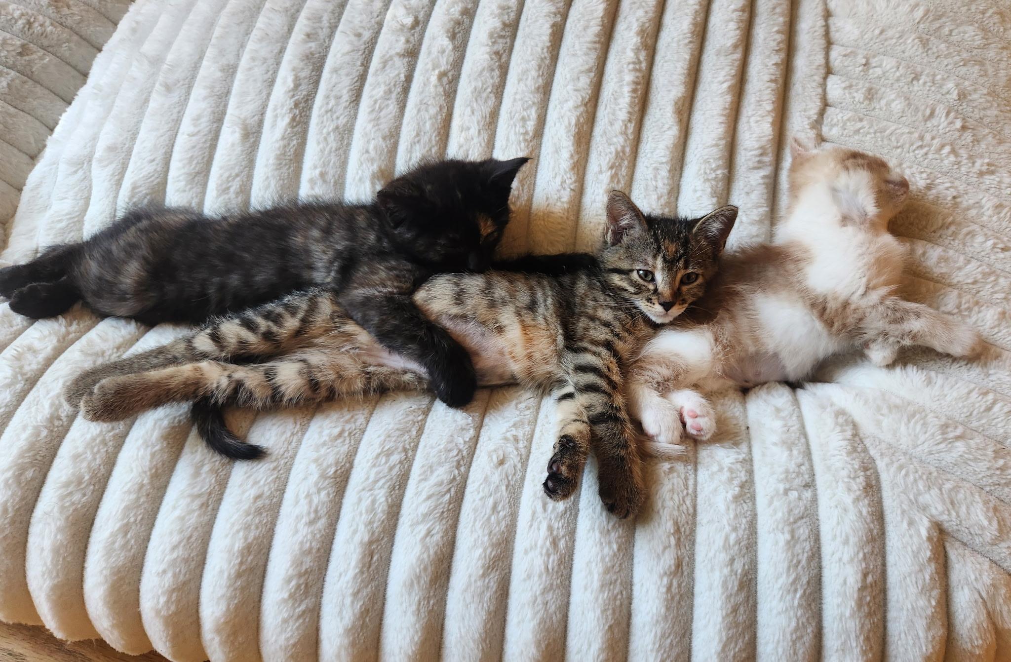 Mcnugget thumbnail 5