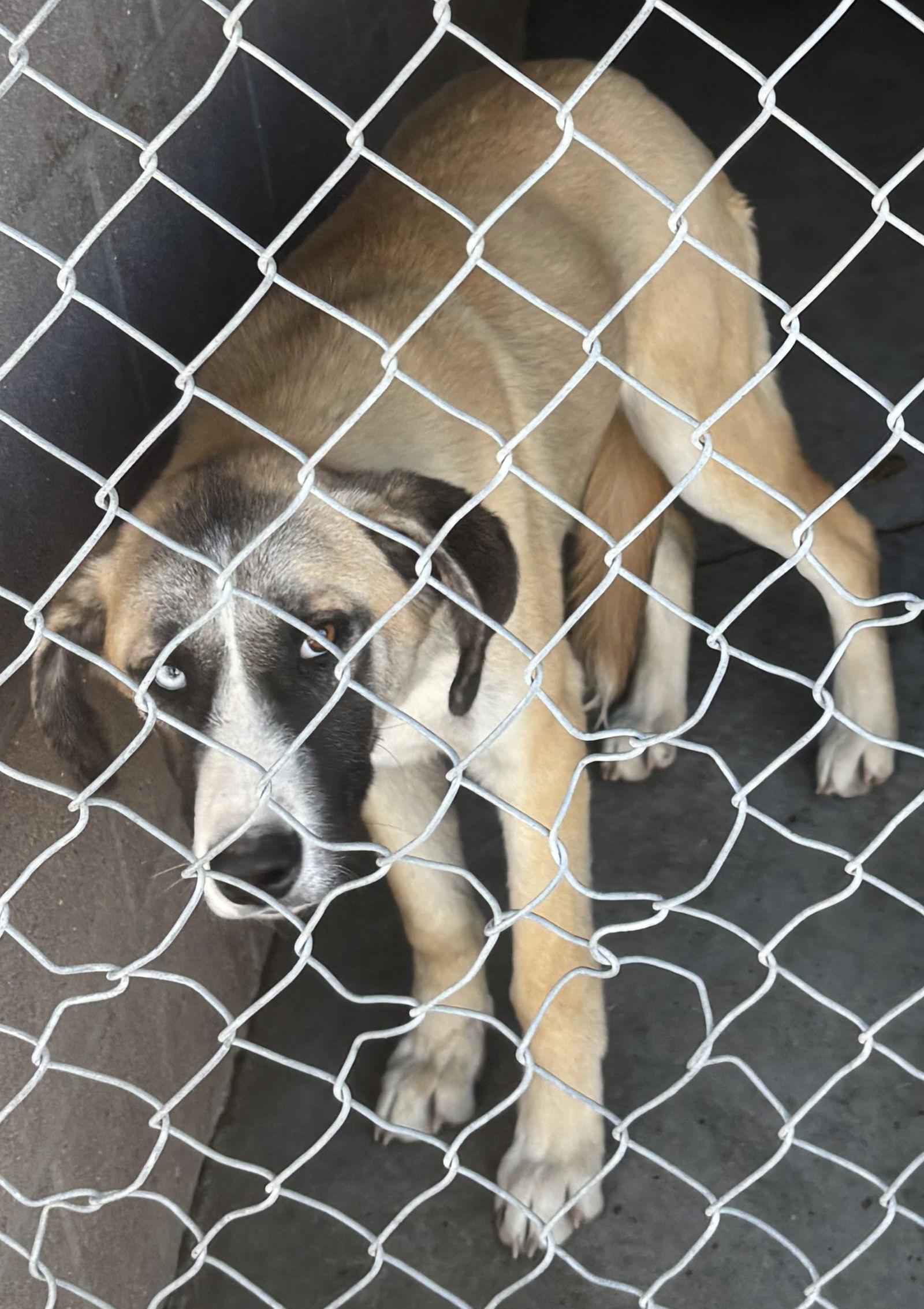 Enlarge Thump, a Adoptable Shepherd in Las Vegas, NM image 1/1