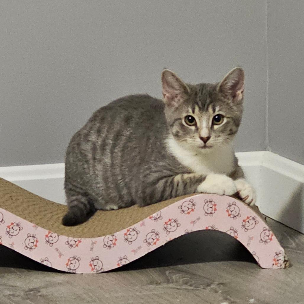 Enlarge Petunia, a Adoptable Domestic Short Hair in Corydon, IN image 1/2