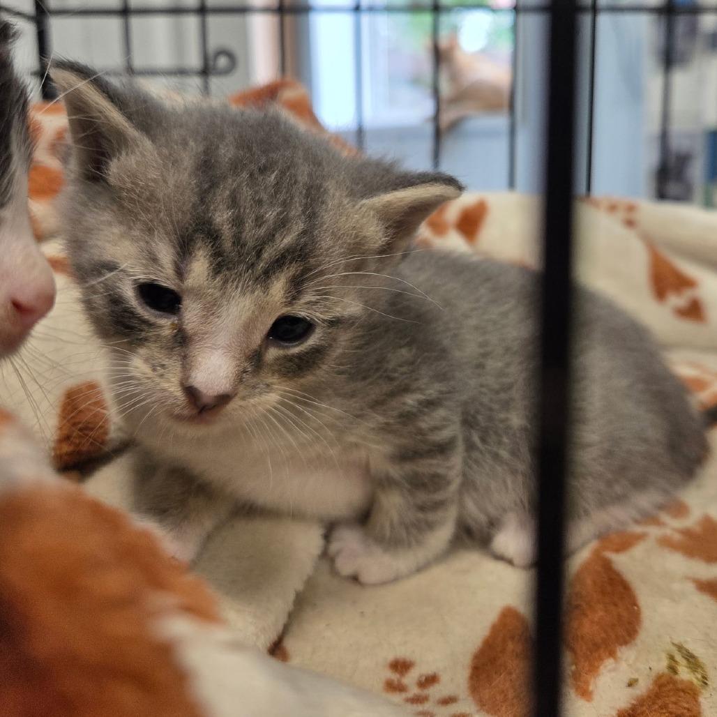 Enlarge Petunia, a Adoptable Domestic Short Hair in Corydon, IN image 2/2
