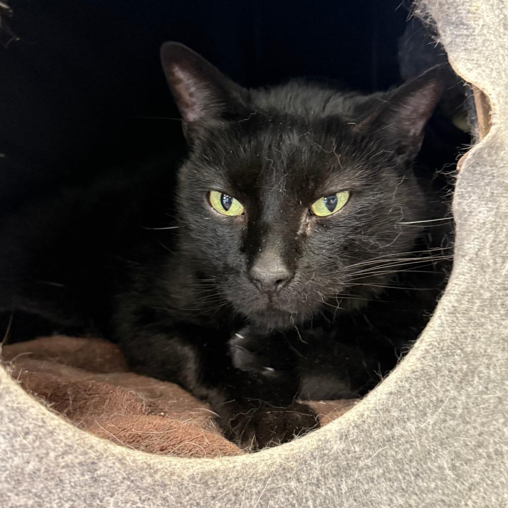 Knuckles, Adoptable, Senior Male Domestic Short Hair.
