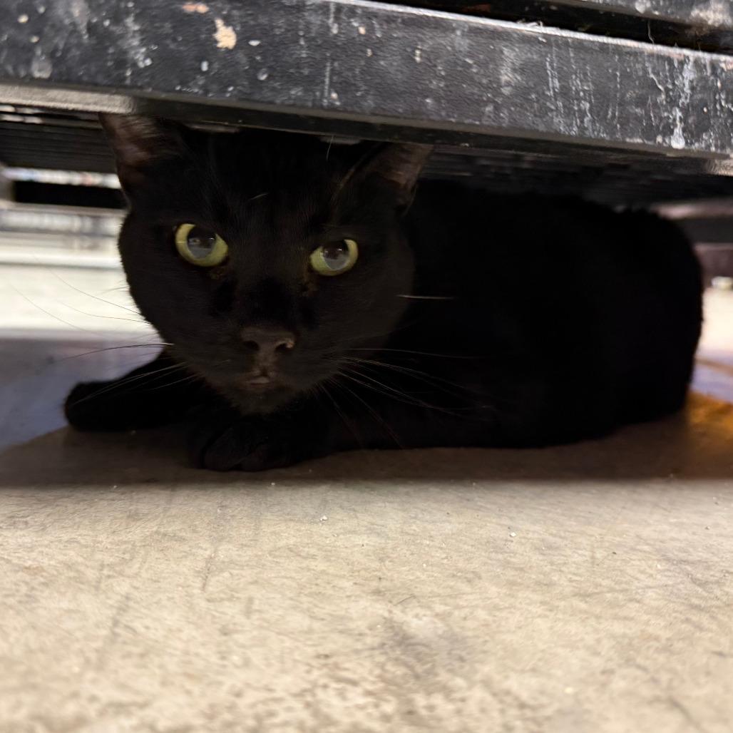 Enlarge Knuckles, a Adoptable Domestic Short Hair in Richmond, IN image 2/6