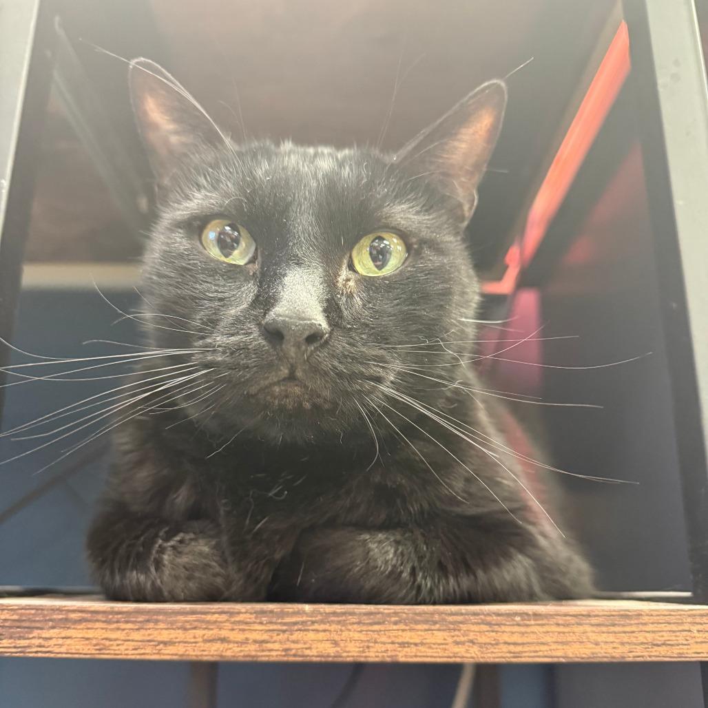 Enlarge Knuckles, a Adoptable Domestic Short Hair in Richmond, IN image 3/6