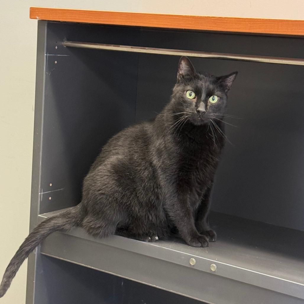 Enlarge Knuckles, a Adoptable Domestic Short Hair in Richmond, IN image 4/6