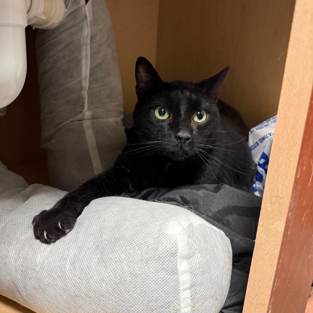 Enlarge Knuckles, a Adoptable Domestic Short Hair in Richmond, IN image 5/6