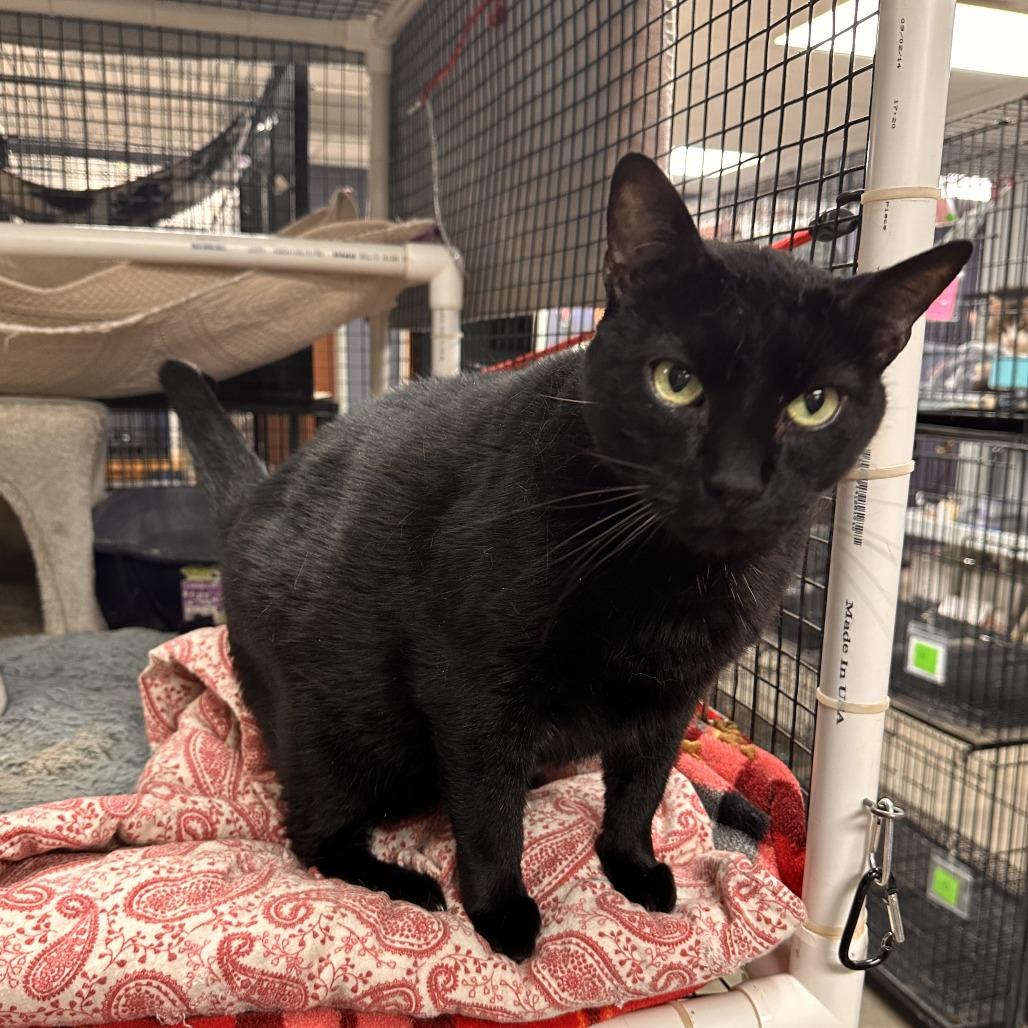 Enlarge Knuckles, a Adoptable Domestic Short Hair in Richmond, IN image 6/6