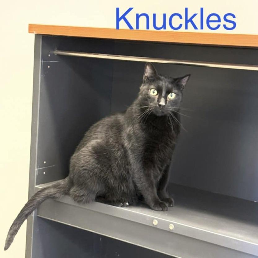 Knuckles, Adoptable, Senior Male Domestic Short Hair.