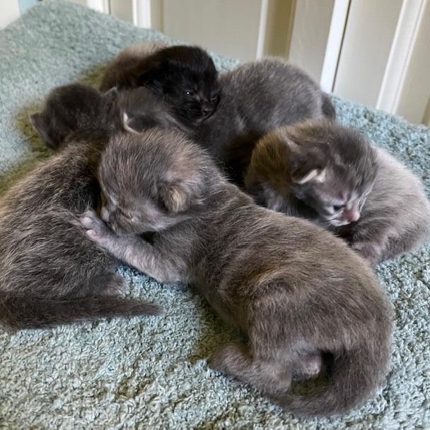 Wicca, Adoptable, Kitten Female Domestic Medium Hair.