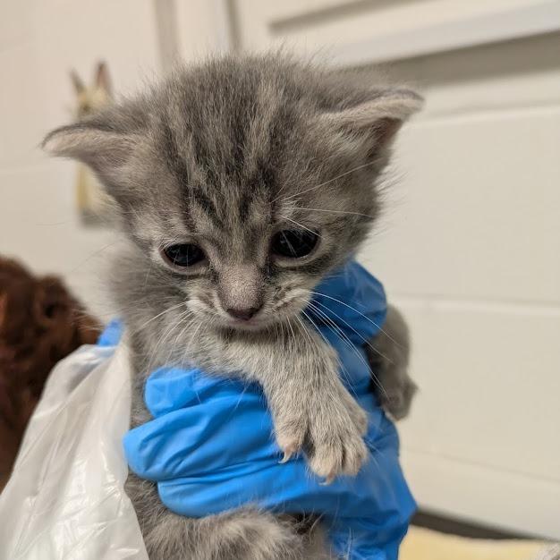 Enlarge Wicca, a Adoptable Domestic Medium Hair in South Burlington, VT image 3/6
