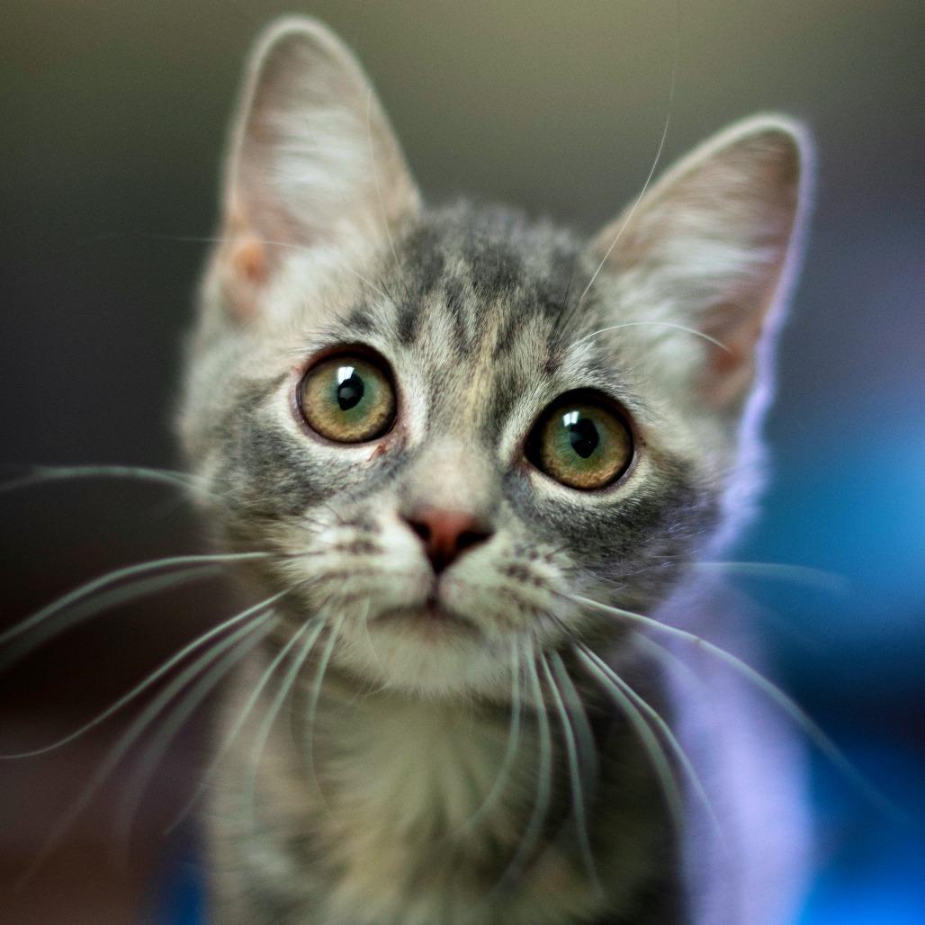 Enlarge Wicca, a Adoptable Domestic Medium Hair in South Burlington, VT image 4/6