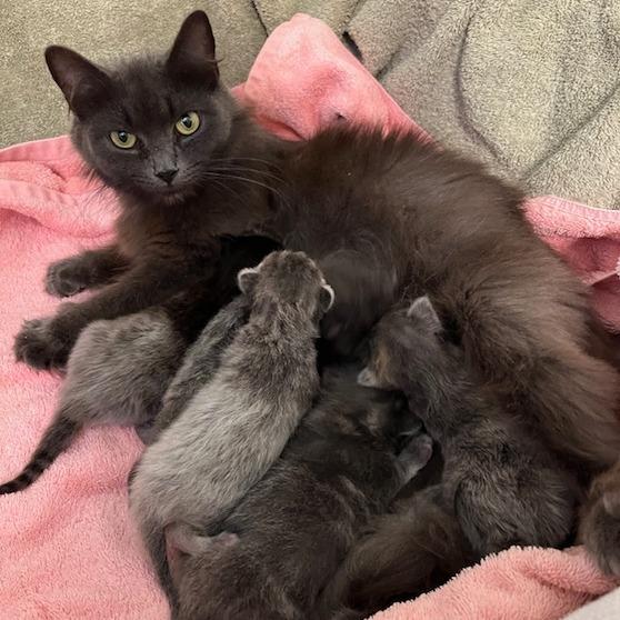 Enlarge Wicca, a Adoptable Domestic Medium Hair in South Burlington, VT image 5/6