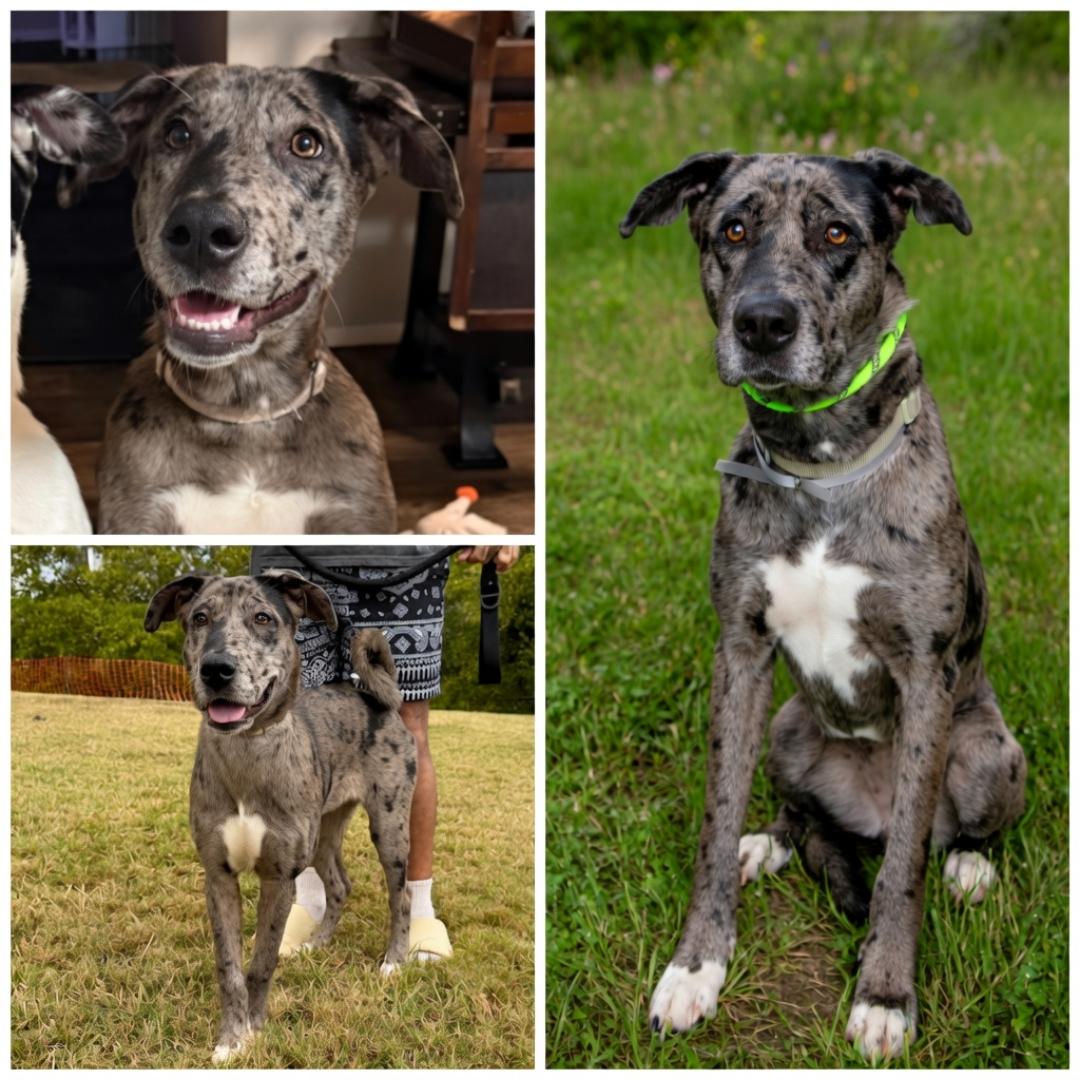 Onyx, Adopted, Adult Female Great Dane.