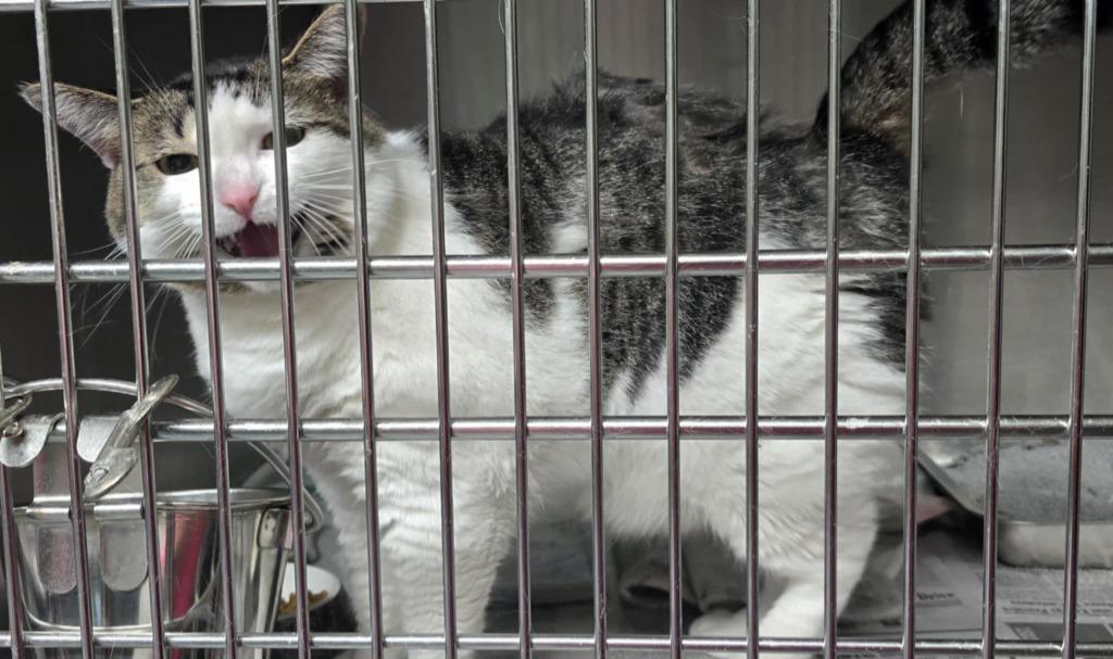 Thelma, Adoptable, Adult Female Domestic Short Hair.