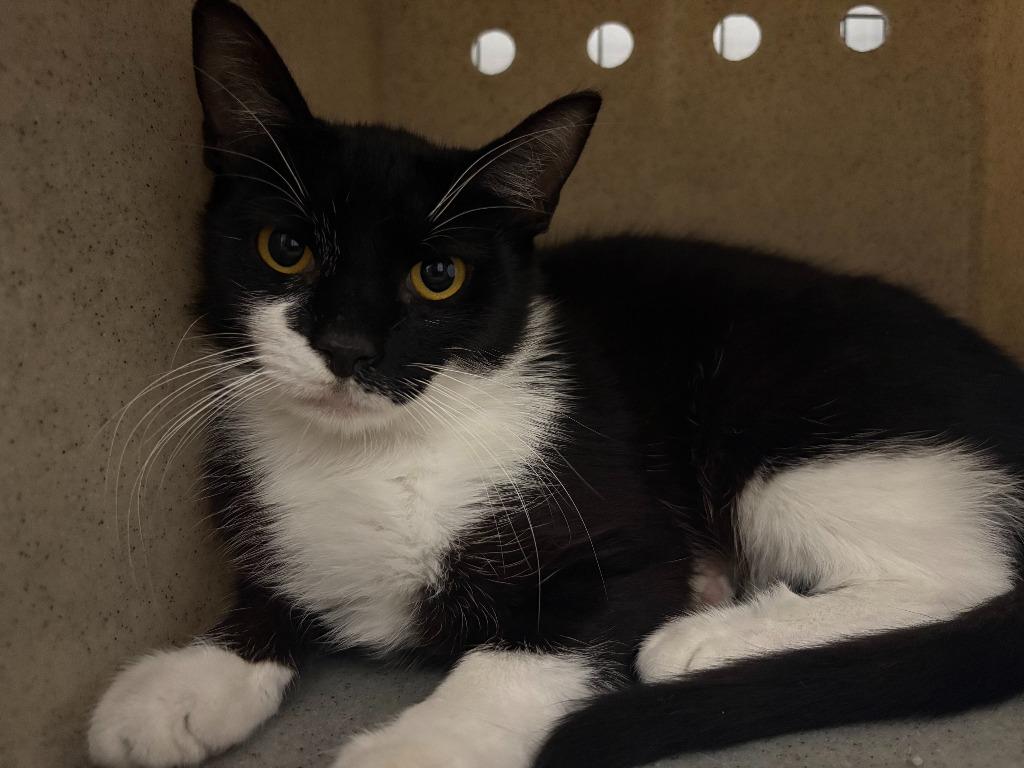 Effie, Adoptable, Young Female Domestic Short Hair.