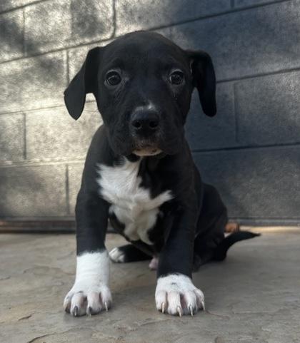 Raleigh, Adoptable, Puppy Male Labrador Retriever & Rottweiler.