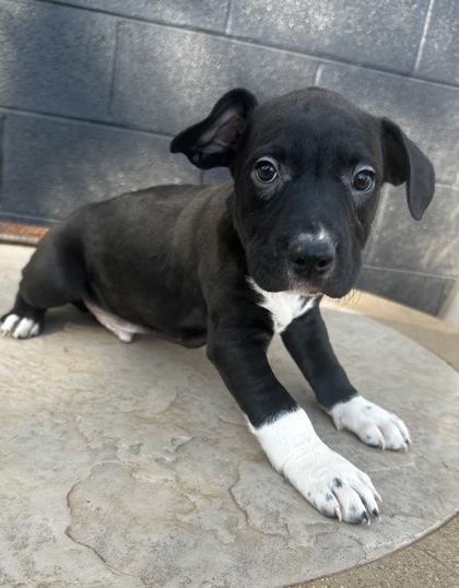 Enlarge Raleigh, a Adoptable mixed breed in Wilkesboro, NC image 2/3