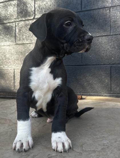 Enlarge Raleigh, a Adoptable mixed breed in Wilkesboro, NC image 3/3