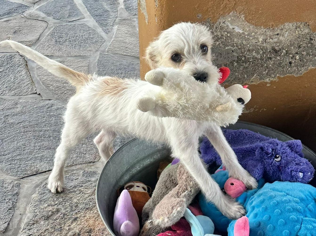 Belen, adopted, Puppy Female Terrier & Chihuahua.