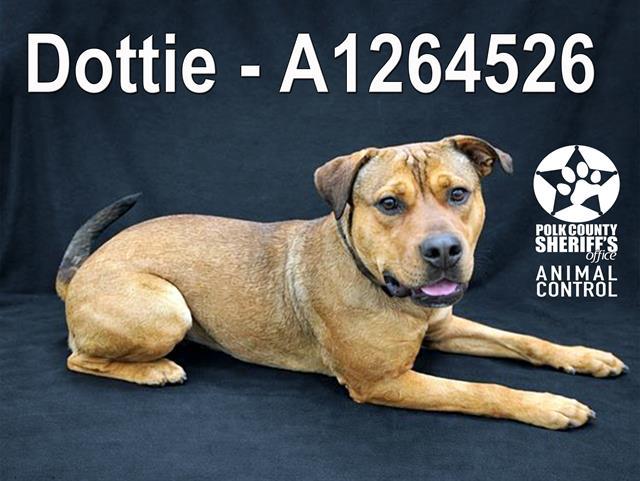 DOTTIE, Adoptable, Young Female American Bulldog & Mixed Breed.