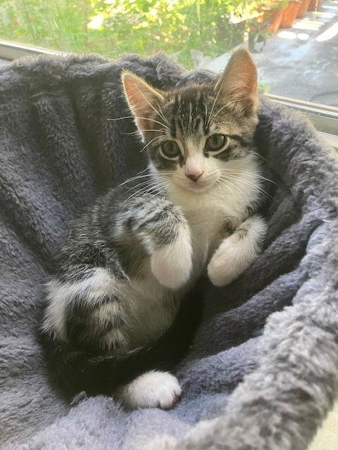 Linda, Adoptable, Young Female Domestic Short Hair.