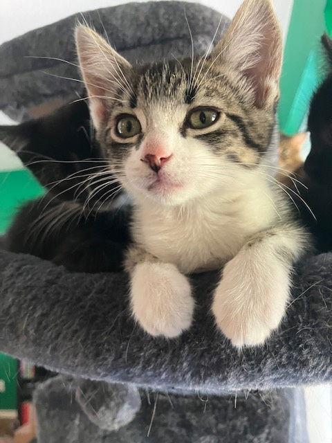 Enlarge Linda, a Adoptable Domestic Short Hair in Dripping Springs, TX image 3/3