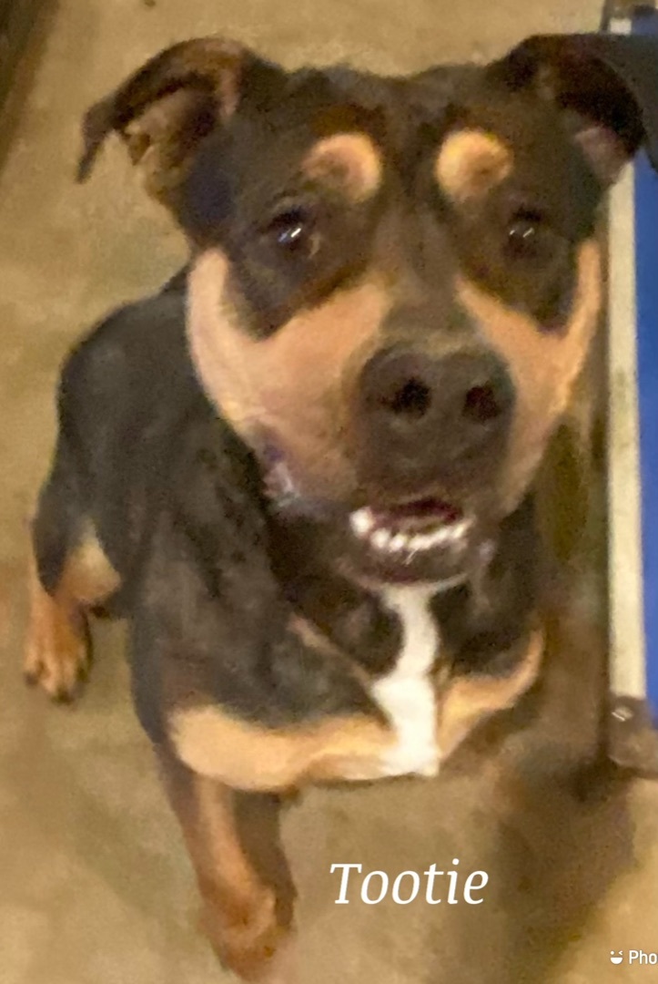 Tootie, Adoptable, Adult Female American Bulldog.