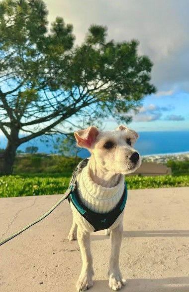 Carter, a Adopted mixed breed in San Diego, CA image 2/3