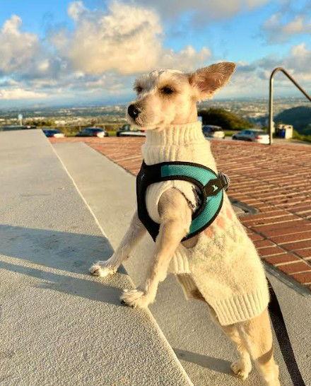 Carter, a Adopted mixed breed in San Diego, CA image 3/3