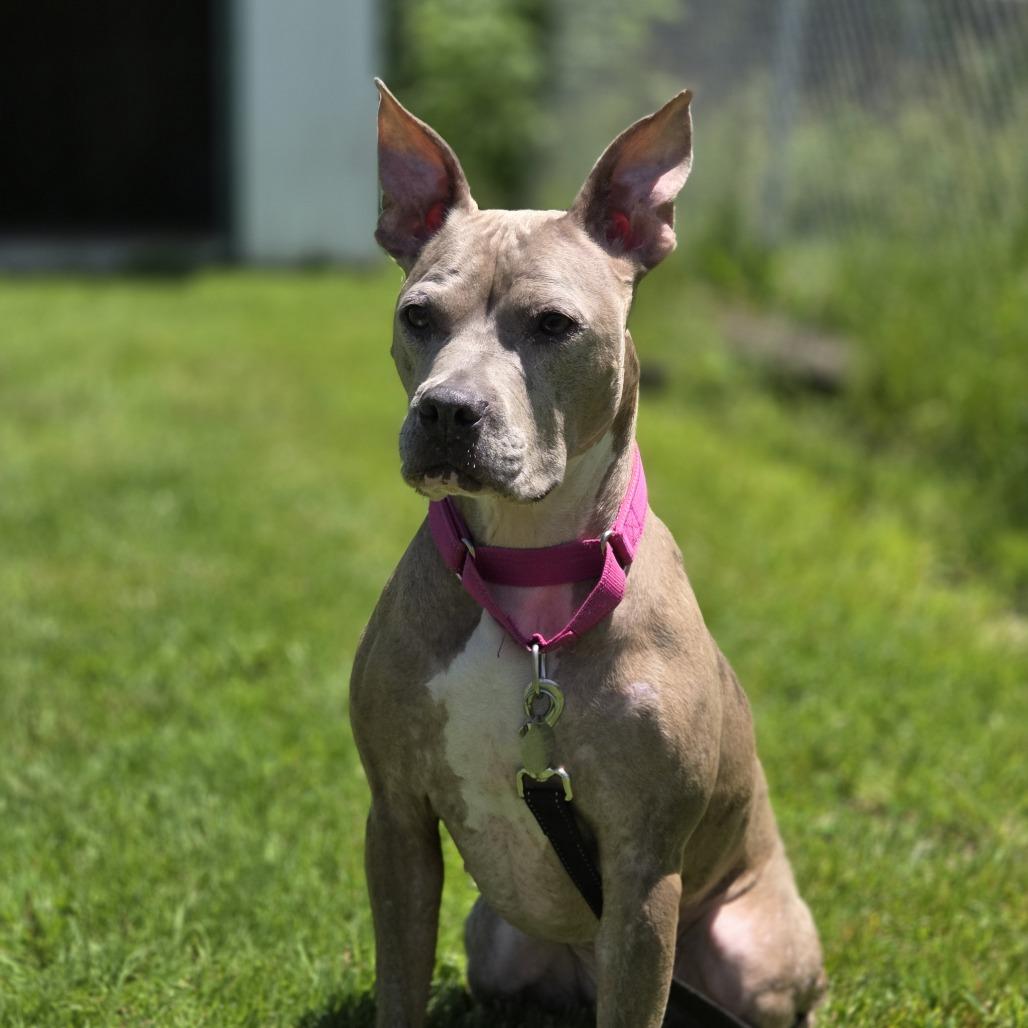 Bella, Adoptable, Adult Female Catahoula Leopard Dog & Pit Bull Terrier.
