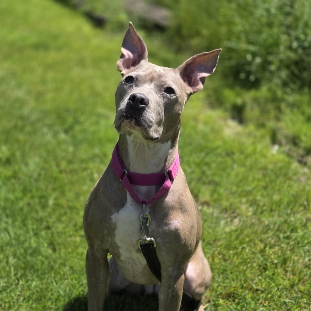 Bella, a Adoptable mixed breed in Pittsford, VT image 2/6