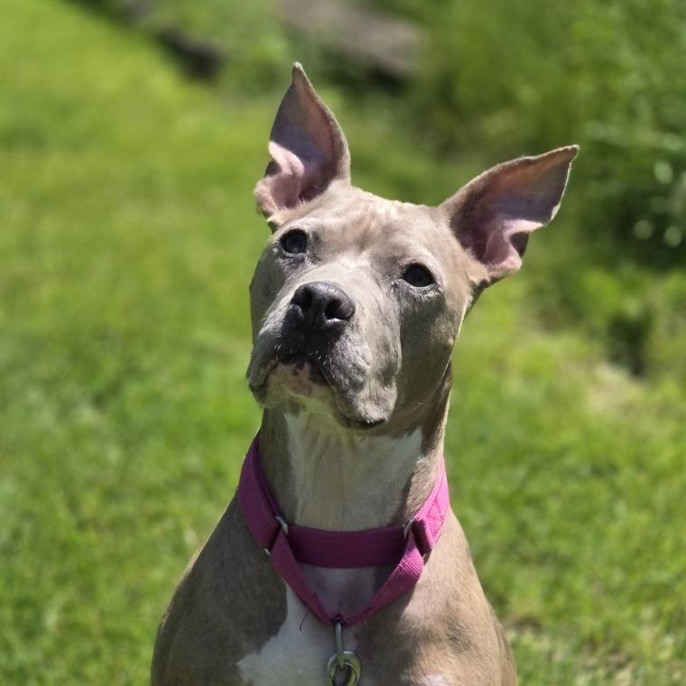 Bella, a Adoptable mixed breed in Pittsford, VT image 3/6
