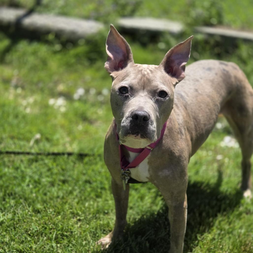 Bella, a Adoptable mixed breed in Pittsford, VT image 4/6