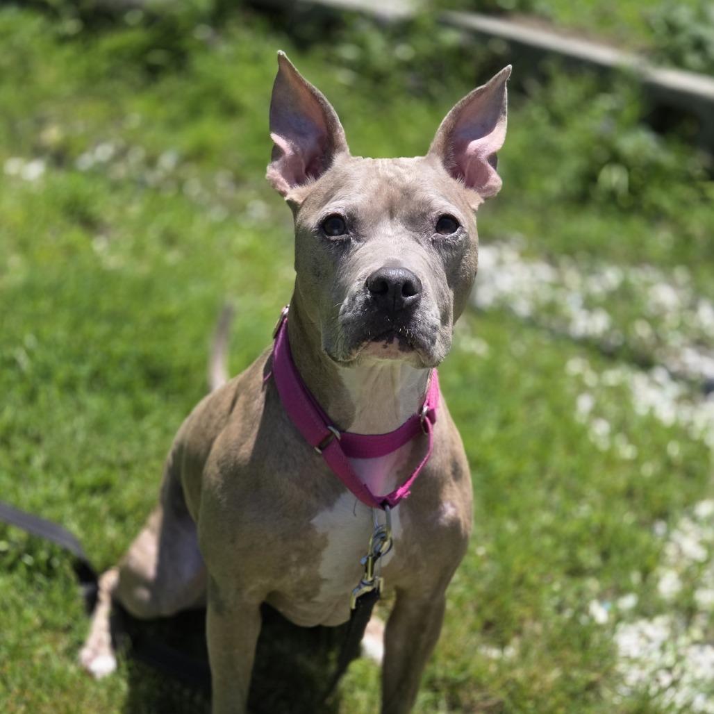 Bella, a Adoptable mixed breed in Pittsford, VT image 5/6