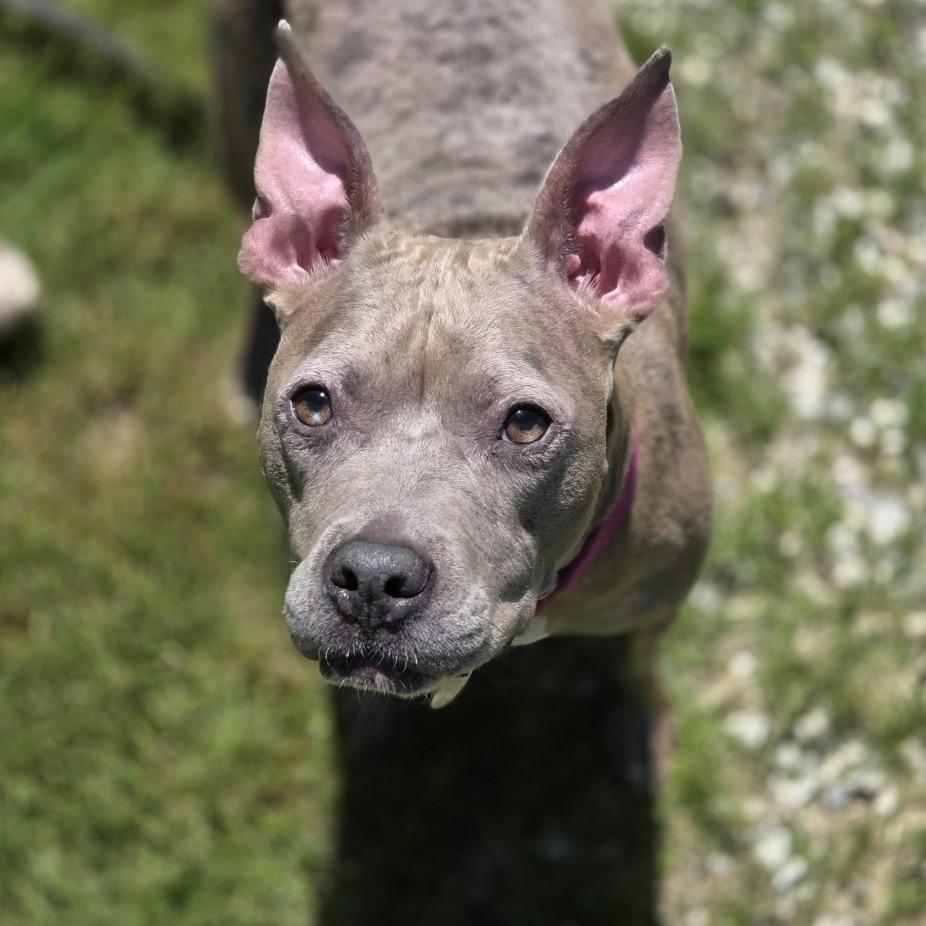 Bella, a Adoptable mixed breed in Pittsford, VT image 6/6