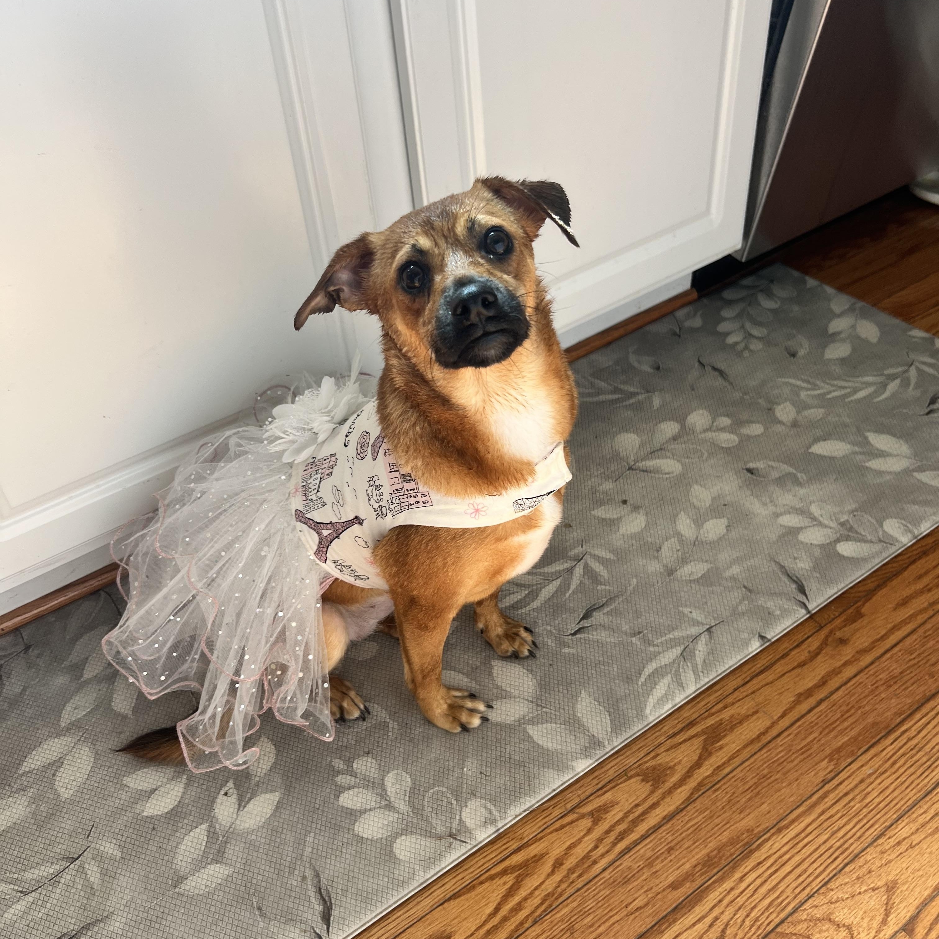 Amber, Adoptable, Adult Female Chihuahua.