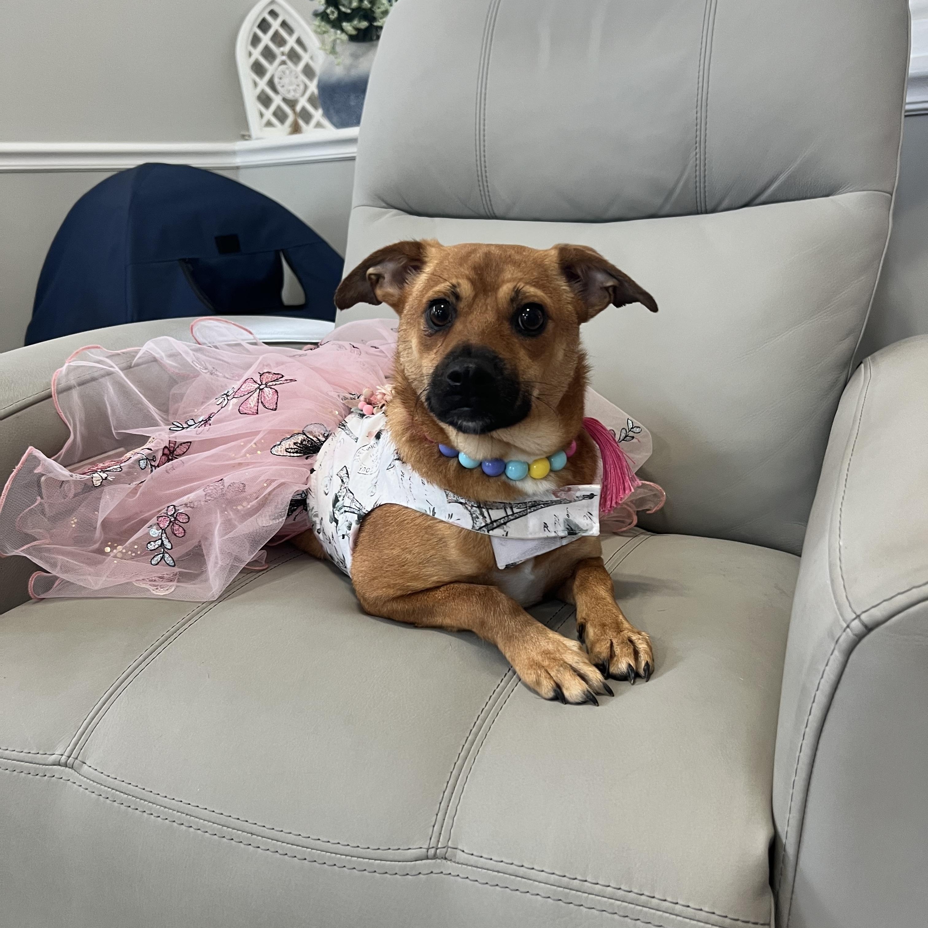 Enlarge Amber, a Adoptable mixed breed in Hughesville, MD image 4/6