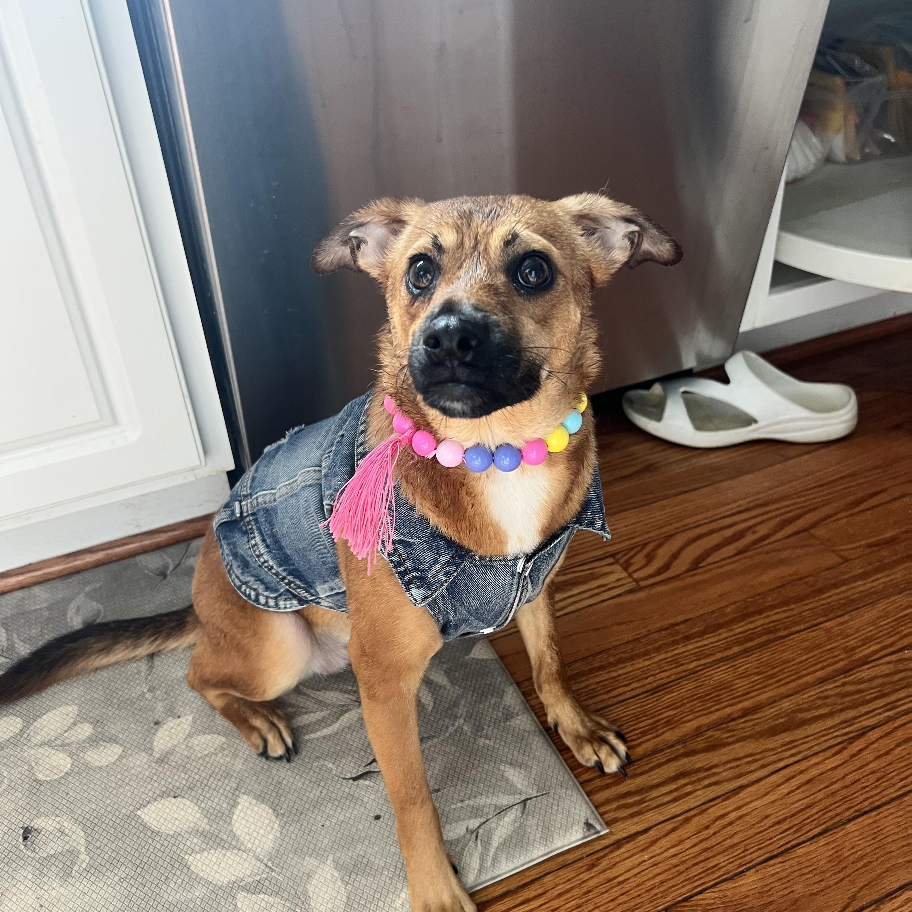 Enlarge Amber, a Adoptable mixed breed in Hughesville, MD image 5/6