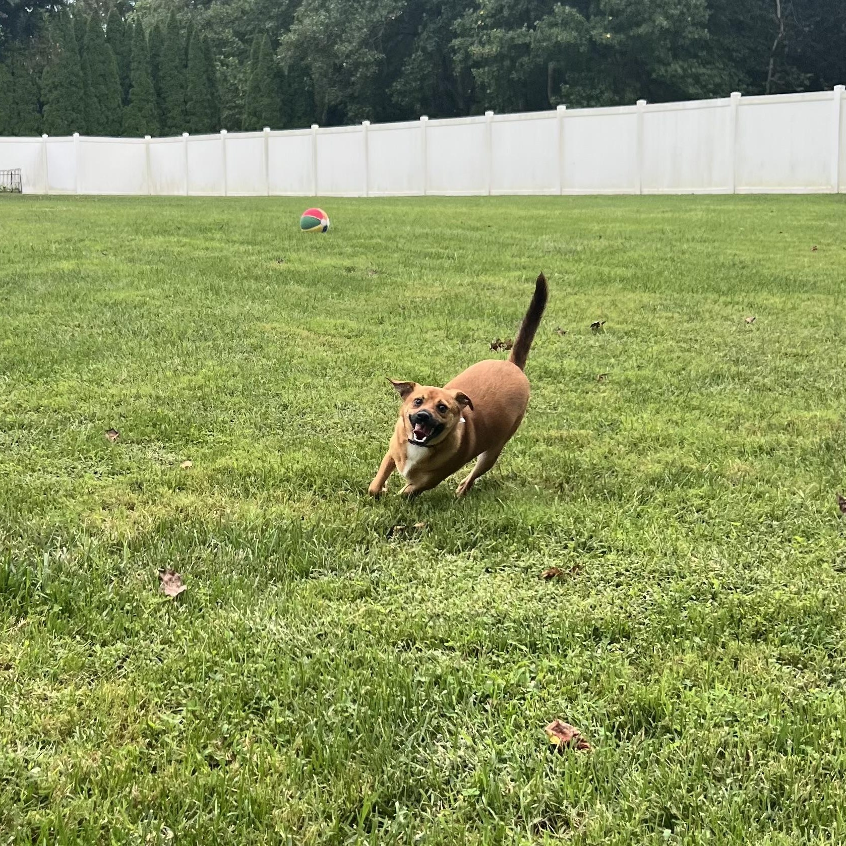 Enlarge Amber, a Adoptable mixed breed in Hughesville, MD image 6/6