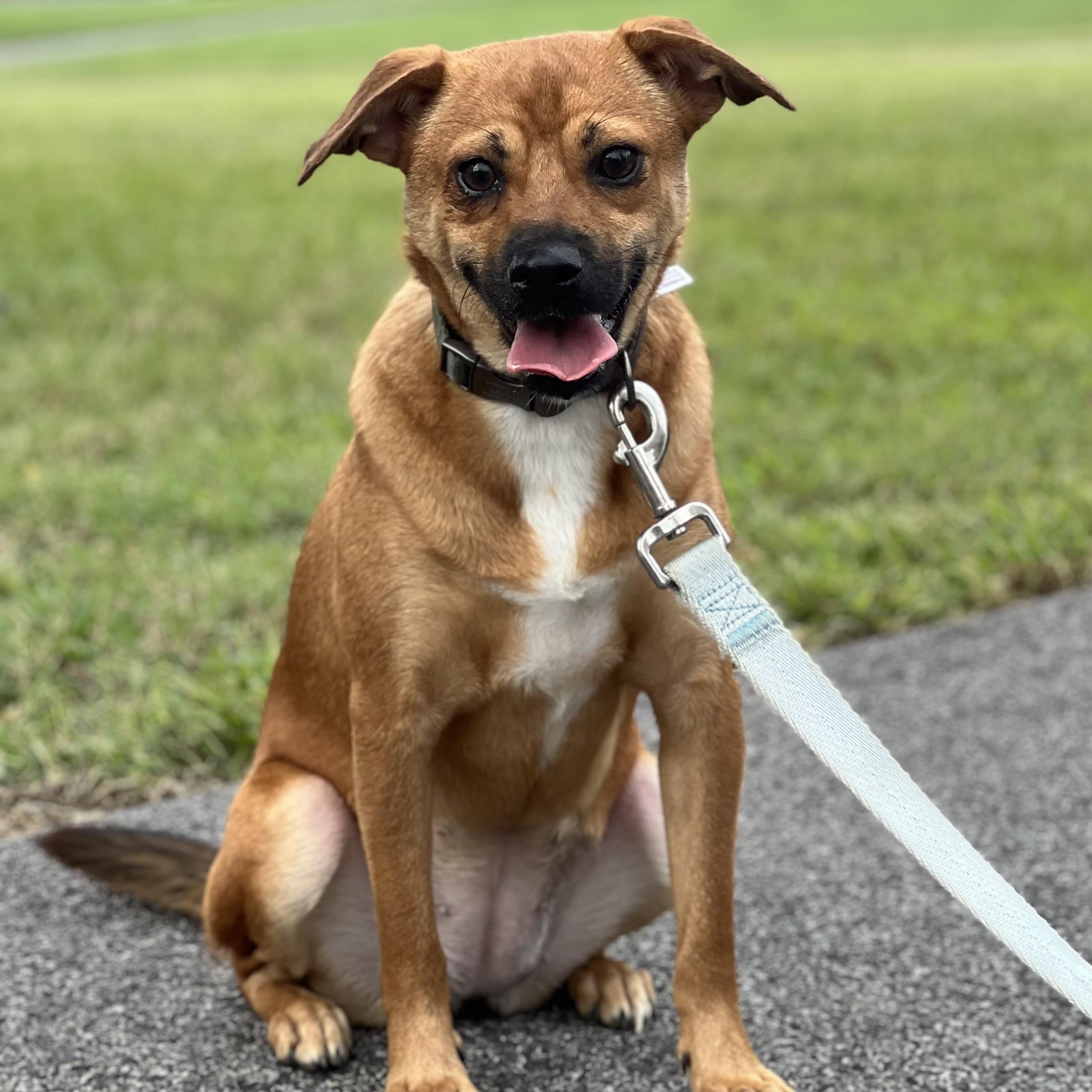 Enlarge Amber, a Adoptable mixed breed in Hughesville, MD image 2/6