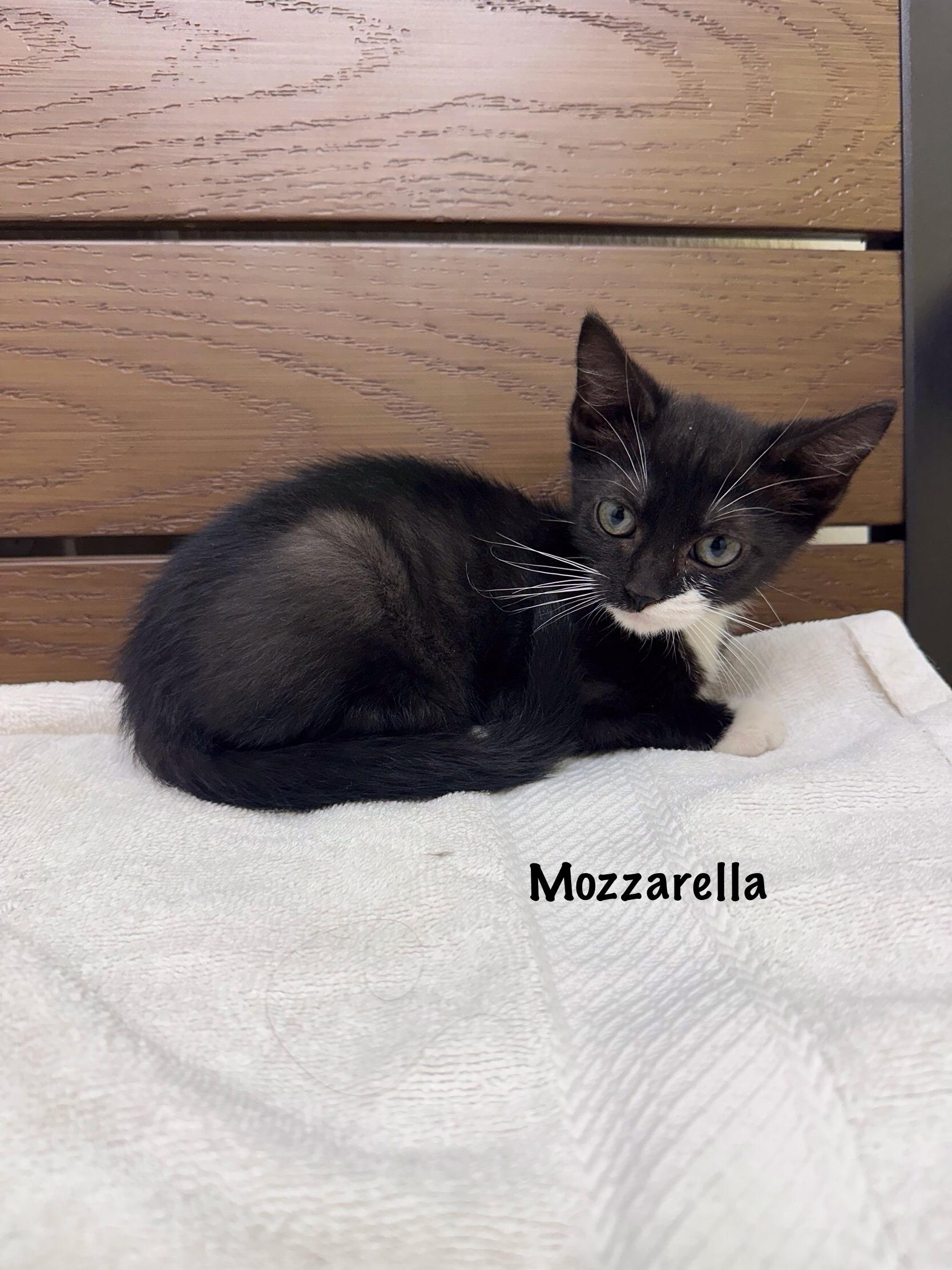 Enlarge Mozarella, a Adoptable Domestic Short Hair in Port Lavaca, TX image 1/1