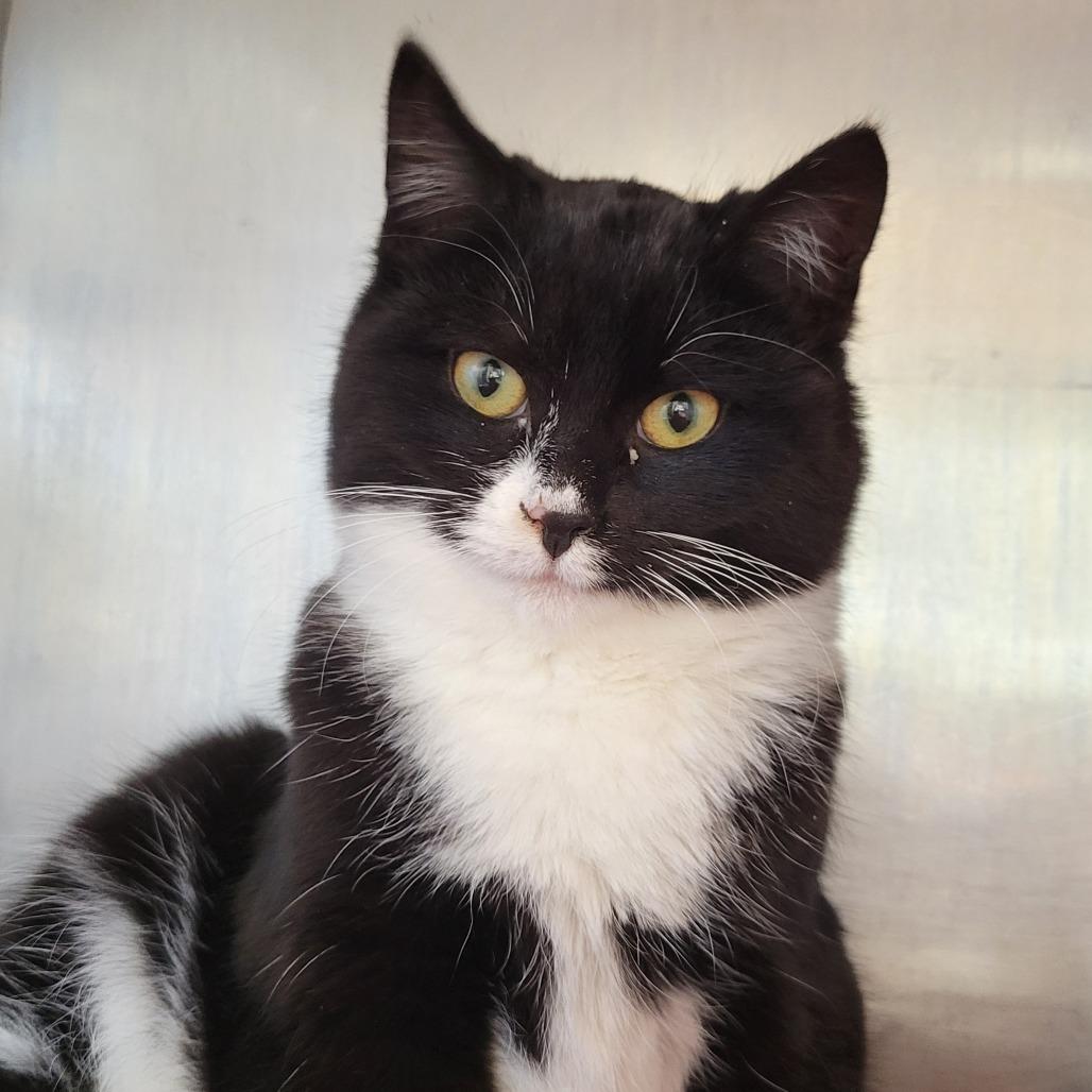 Cookie, Adoptable, Kitten Female Domestic Short Hair.